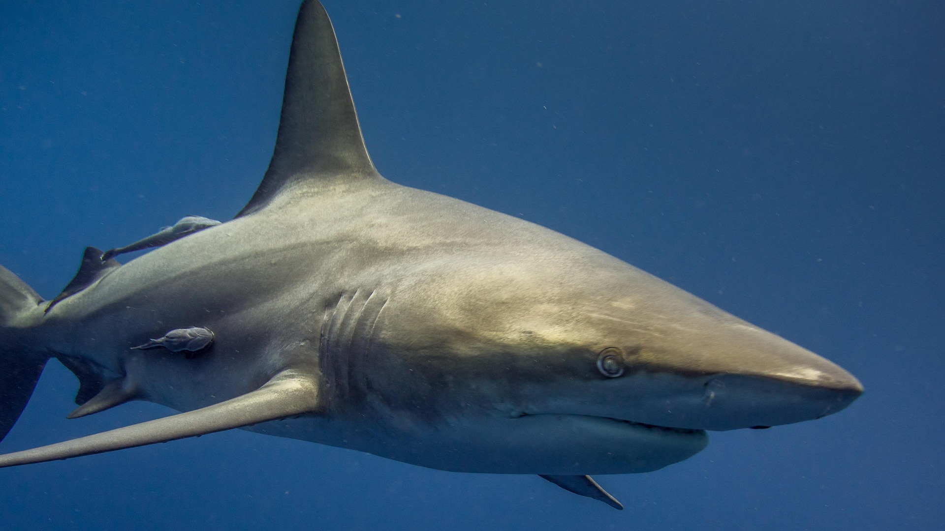 Shark End